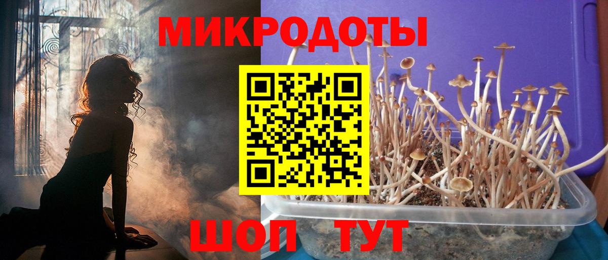 Псилоцибиновые грибы Cubensis Ялуторовск